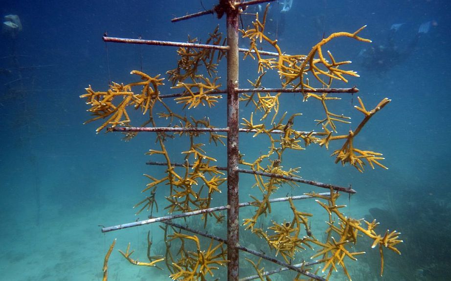 Port autonome de la Guadeloupe, Programme Cayoli, Suivi Pépinière