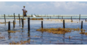 Aquaculture bio : le potentiel des villes portuaires