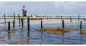 Organic aquaculture: the potential of port cities