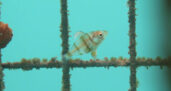 Monitoring and protecting port city biodiversity in Dublin (Ireland), Antwerp (Belgium) and The Hague (The Netherlands)