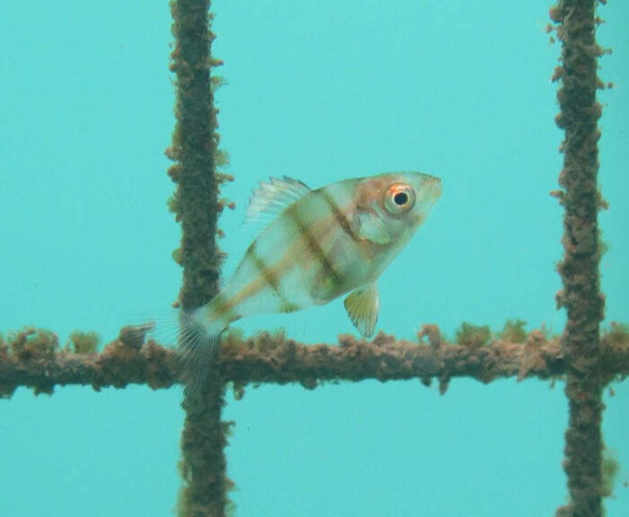 Ecocean