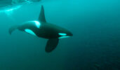 Protecting birds, whales, and turtles in Le Havre (France) and Vancouver (Canada) and Pointe Noire (Congo)