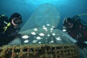 Ecocean: soluciones concretas para ayudar a la naturaleza