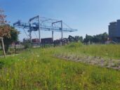 Port Autonome de Strasbourg aims to restore biodiversity to its rightful place