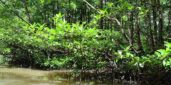 Maputo (Mozambique): Nuevo proyecto para restaurar los bosques de manglares.