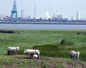 Puerto de Amberes: ¡innovar! Una misma palabra de orden a favor de una alimentación o de una agricultura de calidad