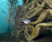 Seaboost: turnkey solutions for biodiversity