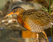 San Diego: the port supports efforts to protect an endangered bird species