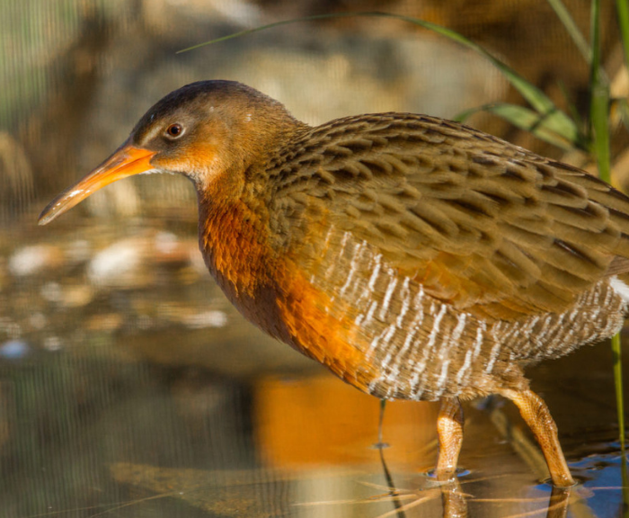 Light-footed Ridgway's Rail