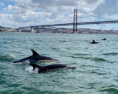 Lisboa (Portugal): el regreso de los delfines como símbolo de esperanza