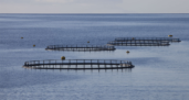 In Zhejiang (China), aquaculture is becoming sustainable by providing composite food for farmed fish  