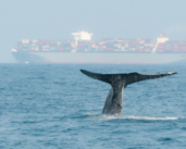 Le Canada investit dans la technologie pour réduire la pollution sonore sous-marine