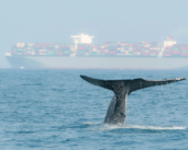 MSC pretende proteger a las ballenas azules de Sri Lanka