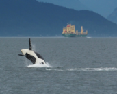 Le Port de Seattle cherche à faire régner le silence sous l’eau