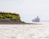 Canadian ports actively restoring their local habitats