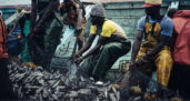 Un nouveau port de pêche à Pointe-Noire (Congo) plus proche du centre-ville