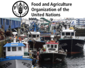 FAO’s guide to a blue transformation of fishing ports