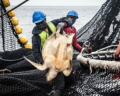 Debt conversion for maritime conservation in Gabon