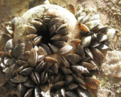 Recommandations de l’IPBES pour le secteur maritime sur les espèces envahissantes