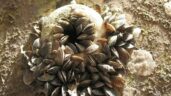 IPBES’ recommendations on invasive species for the maritime sector