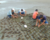 Algas marinas: economía azul, salud del ecosistema y festividades