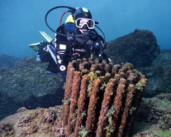Khalifa Port aims to preserve marine biodiversity