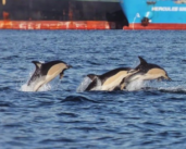 AIVP members tackling underwater noise from shipping