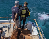Artificial coral reef implanted to study biodiversity at the port of Tarifa