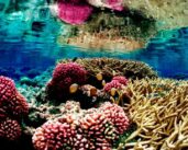 How greening the shipping industry can protect biodiversity