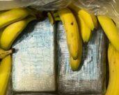 Los puertos luchan contra los flujos internacionales de narcotráfico