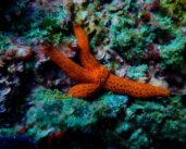 Port of Barcelona opens a call to regenerate marine biodiversity
