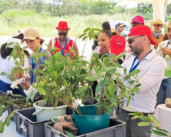 Plantar manglares para promover la biodiversidad