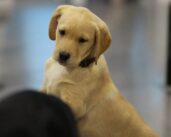 Se solicita apoyo público para entrenar perros rastreadores de los puertos australianos