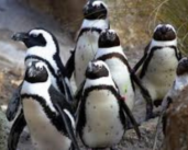 To protect endangered penguins, South Africa restricts bunkering activities