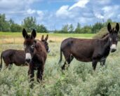 Port of Rotterdam has deployed donkeys to fight invasive flora