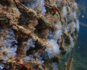 Ports focus on boosting marine biodiversity with reefs