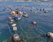 Les huîtres dans les ports: de la viticulture flottante à la restauration des récifs
