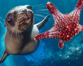 WTO Agreement on Fisheries Subsidies enters into force, UN ‘high seas’ treaty next