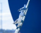 El sector portuario finlandés publica su hoja de ruta sobre biodiversidad