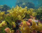 In Romania, DP World revives coastal ecosystems