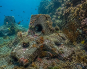 Ecological restoration in ports spreads worldwide